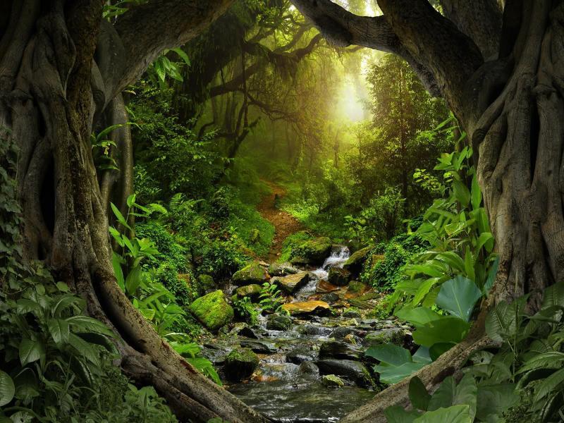 Imagem de Papel De Parede Floresta Natureza Árvores 3D 3M² Xna189