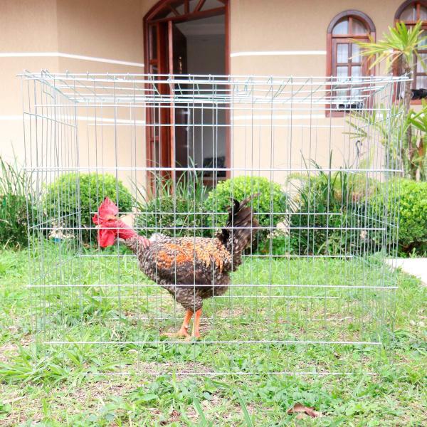 Imagem de Passeador cercado para galos e outros animais - Grande