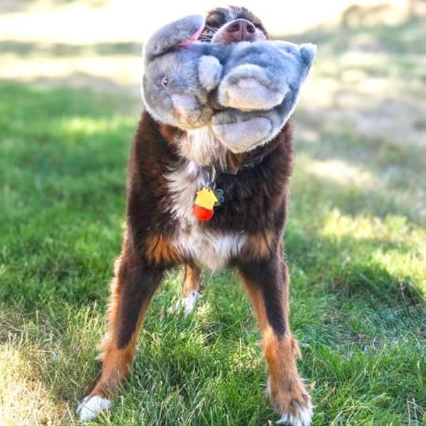 Imagem de Pelúcia Kong Toughz Brinquedo Com Apito Para Cachorro Médio - Coelho