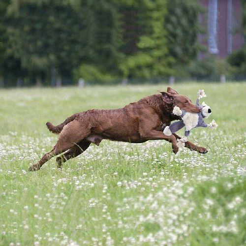 Imagem de Pelúcia Para Cães Brinquedo Pet Cachorro Pequeno Porte Mordedores 3 Und. (Raposa, Coala e Esquilo)