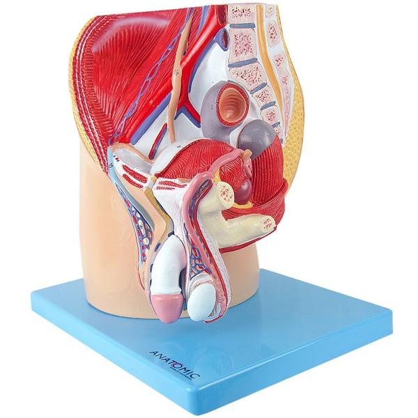 Imagem de Pelve Masculina em corte mediano, Anatomia