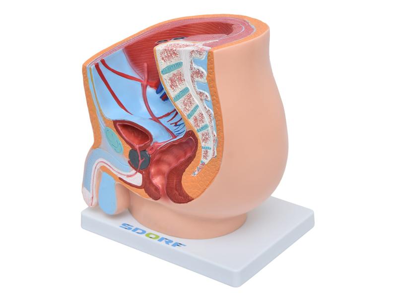 Imagem de Pelve Masculina em Secção 1 Parte, Anatomia