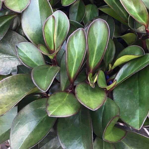 Imagem de Peperomia clusiifolia 'Rubi'