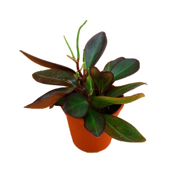 Imagem de Peperomia clusiifolia 'Rubi'