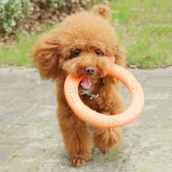 Imagem de Pet Flying Disk Toy Dog Training Ring Puller Resistant Bite Floating Toy Puppy Outdoor Interactive Game Interesting Products Brinquedos de Cachorro