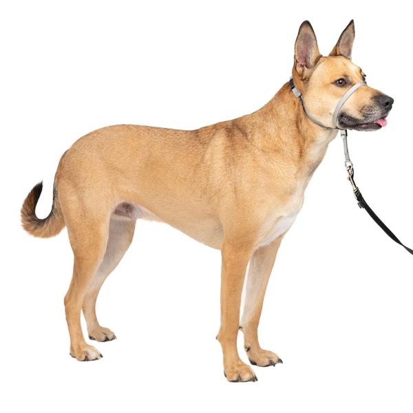 Imagem de PetSafe Gentle Leader Headcollar, No-Pull Dog Collar  Perfect for Leash & Harness Training  impede animais de puxar e engasgar em caminhadas  Médio, Prata