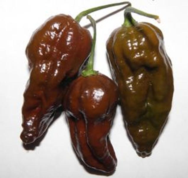 Imagem de Pimenta Bhut Jolokia Chocolate - 400mg De Sementes