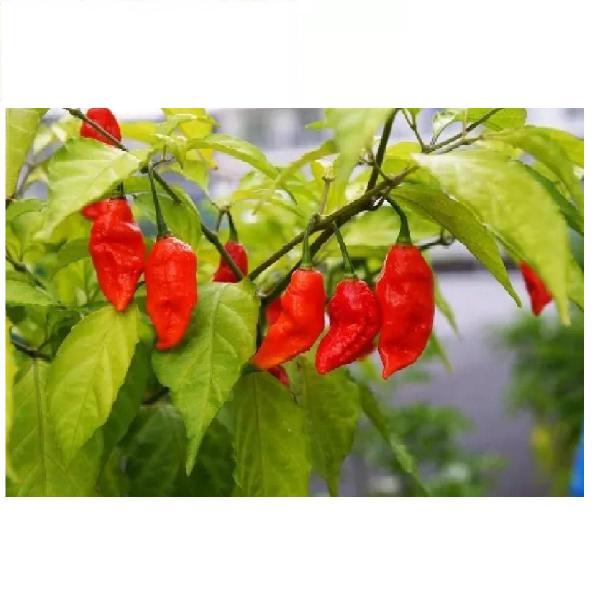 Pimenta Bhut Jolokia Macerada 100G Fogo Mineiro Imagem de Pimenta Bhut Jolokia Macerada 100G Fogo Mineiro