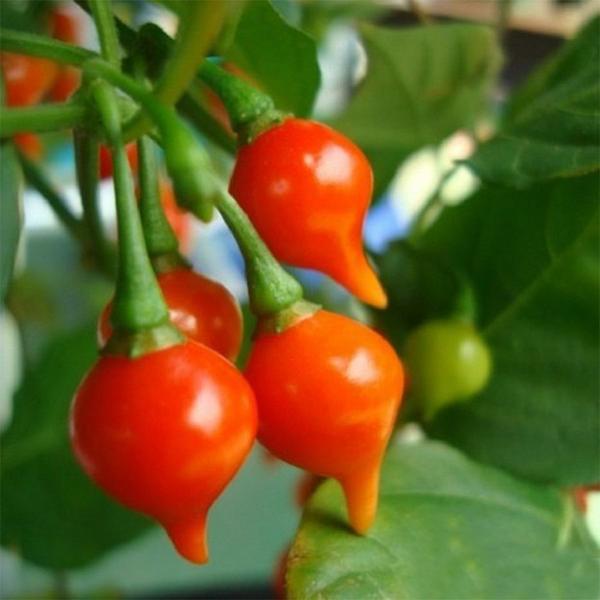 Imagem de Pimenta Biquinho Vermelha Em Conserva 350g 1 Unid