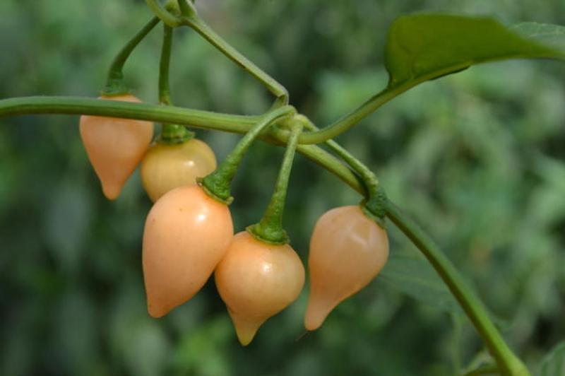 Imagem de Pimenta Brs Tui Biquinho de Salmão - 1gr de Sementes