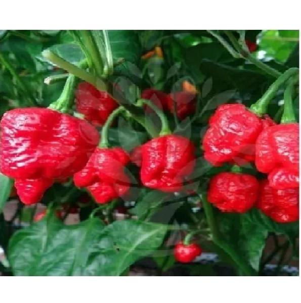 Pimenta Carolina Reaper A + Forte Do Mundo Macerada 100Ml - Fogo Mineiro Imagem de Pimenta Carolina Reaper A + Forte Do Mundo Macerada 100Ml