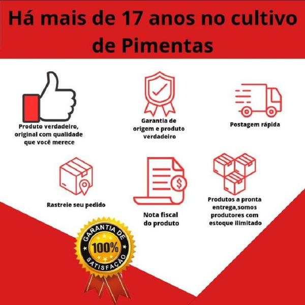 Pimenta Carolina Reaper In Natura Curtida 6 Meses No Azeite - VICIADO EM PIMENTAS Imagem de Pimenta Carolina Reaper In Natura Curtida 6 Meses No Azeite