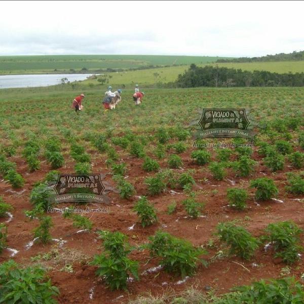 Pimenta Carolina Reaper In Natura Curtida 6 Meses No Azeite - VICIADO EM PIMENTAS Imagem de Pimenta Carolina Reaper In Natura Curtida 6 Meses No Azeite