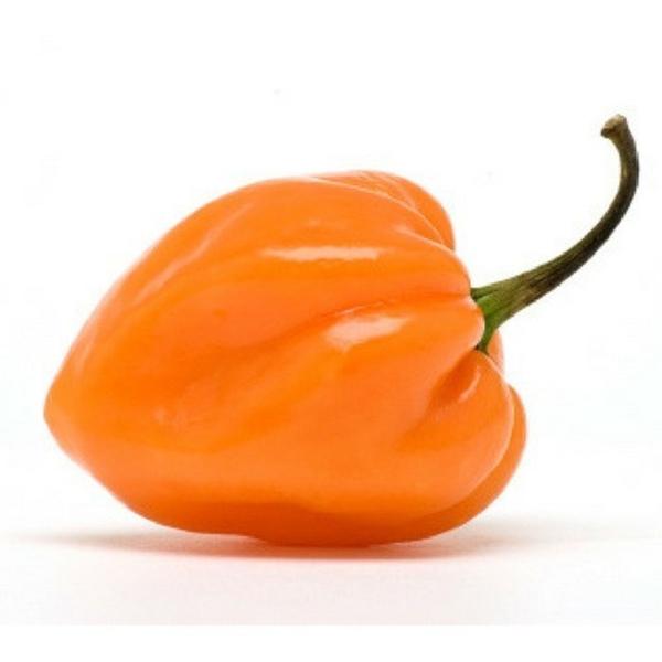 Imagem de Pimenta Habanero Laranja Miguelito - 400mg de Sementes