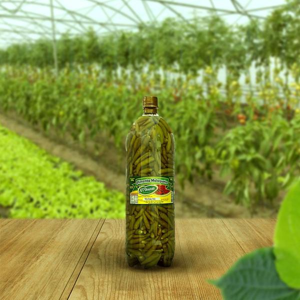 Pimenta Malagueta Verde Pet Novo 2 Lts Ki-Pimenta Imagem de Pimenta Malagueta Verde Pet Novo 2 Lts Ki-Pimenta