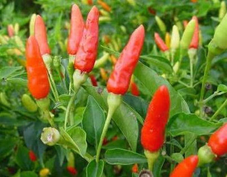 Imagem de Pimenta Tabasco - 400mg De Sementes