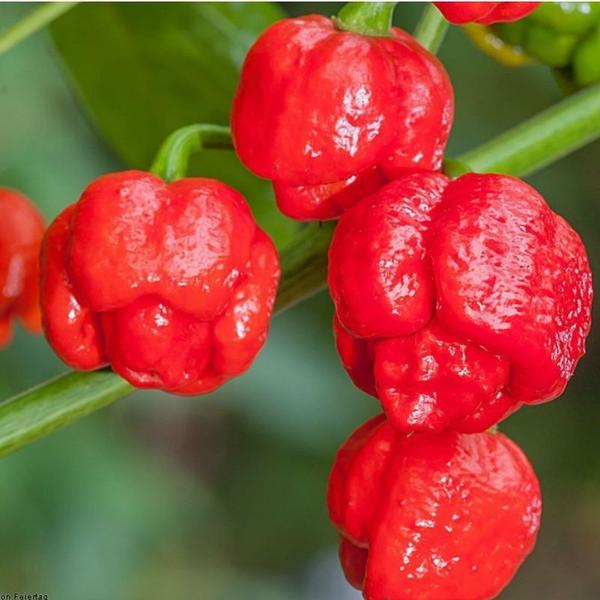 Imagem de Pimenta Trinidad Scorpion Macerada Pote 100ml Fogo Mineiro