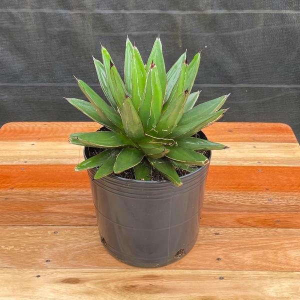 Imagem de Planta Agave Reginae 25cm