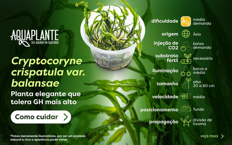 Imagem de Planta aq cryptocoryne crispatula var. balansae