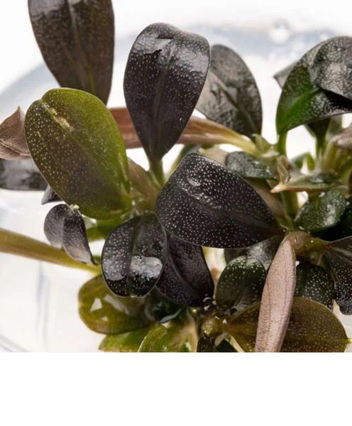 Planta Aquaplante Bucephalandra Brownie Phoenix (in Vitro) Imagem de Planta Aquaplante Bucephalandra Brownie Phoenix (in Vitro)