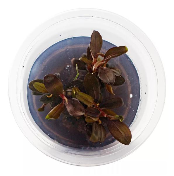 Planta Aquaplante Bucephalandra Brownie Phoenix (in Vitro) Imagem de Planta Aquaplante Bucephalandra Brownie Phoenix (in Vitro)