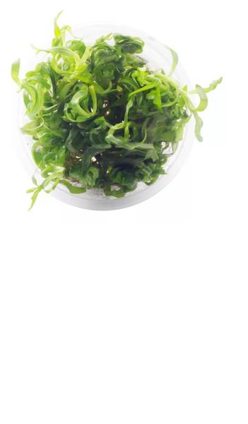 Planta Aquaplante Heteranthera Zosterifolia Imagem de Planta Aquaplante Heteranthera Zosterifolia