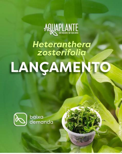 Planta Aquaplante Heteranthera Zosterifolia Imagem de Planta Aquaplante Heteranthera Zosterifolia