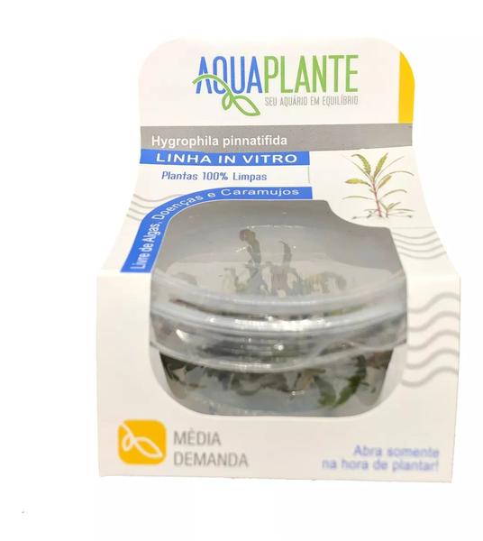 Imagem de Planta Aquaplante Hygrophila Pinnatifida