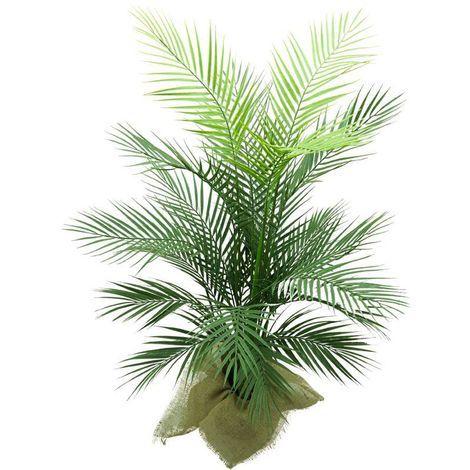 Imagem de Planta Árvore Palmeira Areca Folhagem Premium Para Decoração de Casa