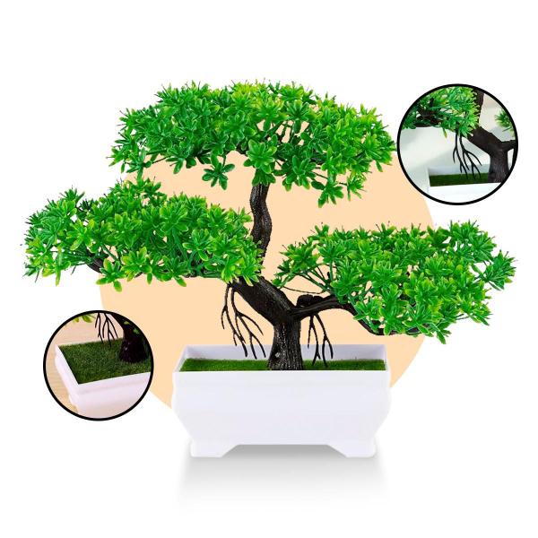 bambus drachenbaum Bambus-Drachenbaum | Dracaena surculosa