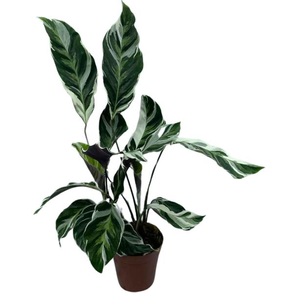 Imagem de Planta Calathea White Fusion Premium Pote 12 Para Decoração