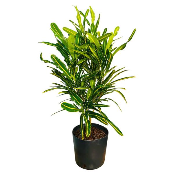 Planta Cróton Estreito Golden Yellow 70cm - AgroJardim Imagem de Planta Cróton Estreito Golden Yellow 70cm