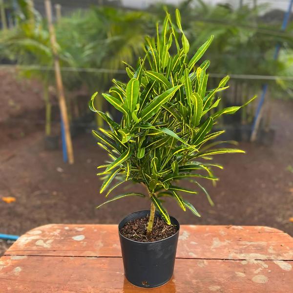 Planta Cróton Estreito Golden Yellow 70cm - AgroJardim Imagem de Planta Cróton Estreito Golden Yellow 70cm