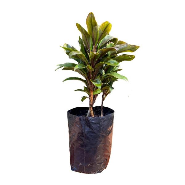 Imagem de Planta Dracena Baby Variegata 50cm