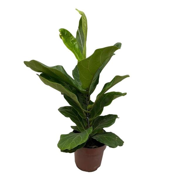 Imagem de Planta Muda Ficus Lyrata Ideal P/ Ambientes Internos Pote 15