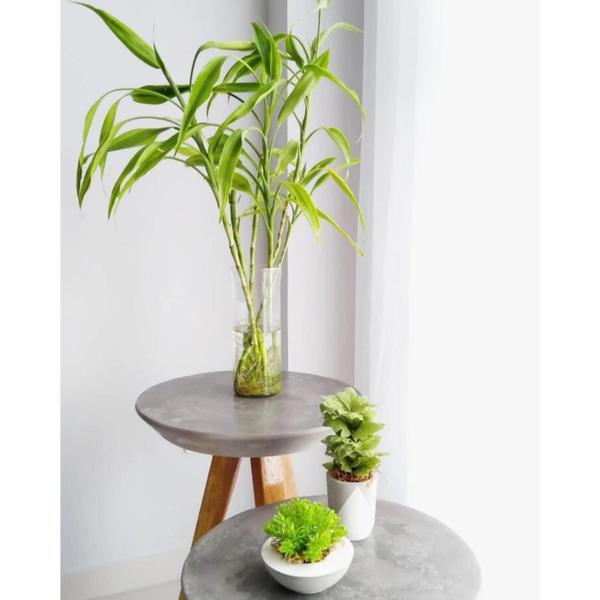 Imagem de Planta Natural Bambu Da Sorte folhas amarelas Chines Feng Shui 3 Astes