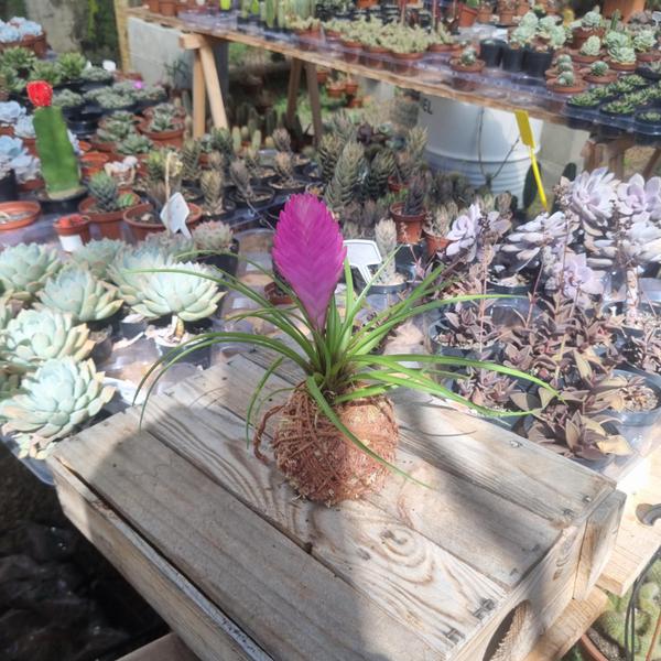 Imagem de Planta Natural Bromélia Tlândsia Em Kokedama Fácil Cultivo Jardim Tropical