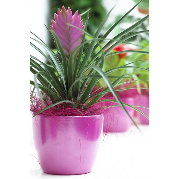 Imagem de Planta Natural Bromélia Tlândsia Em Kokedama Fácil Cultivo Jardim Tropical