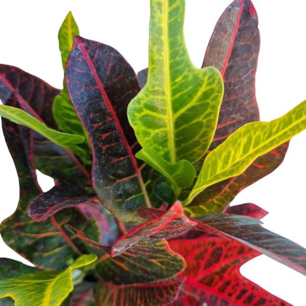 Imagem de Planta Natural Croton Excelent Rara e Elegante Colecionador e decoração