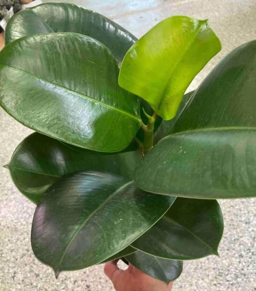 Imagem de Planta Natural Ficus Elástica Cloe pote 19 1 haste