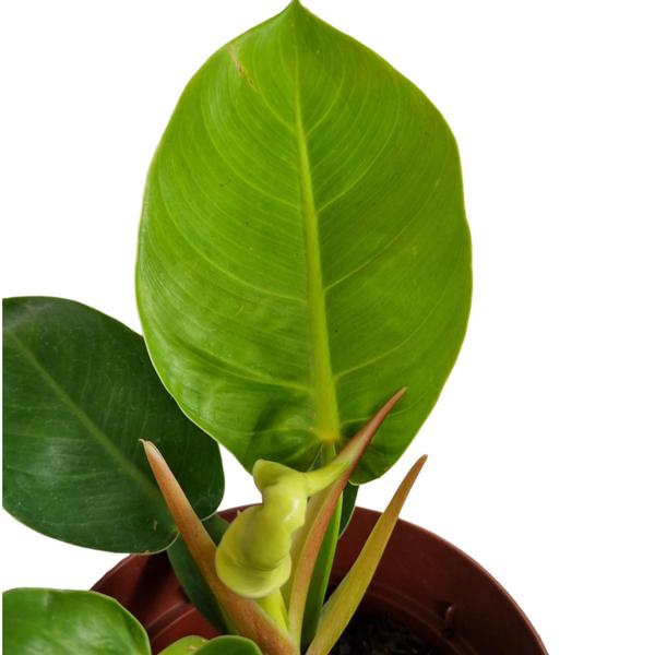 Imagem de Planta Natural Philodendron Lua Clara Linda Plantada No Vaso