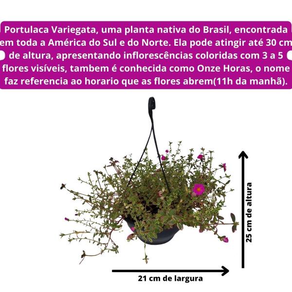 Imagem de Planta Onze Horas Variegata Portulaca Beldroega Adulta Cuia