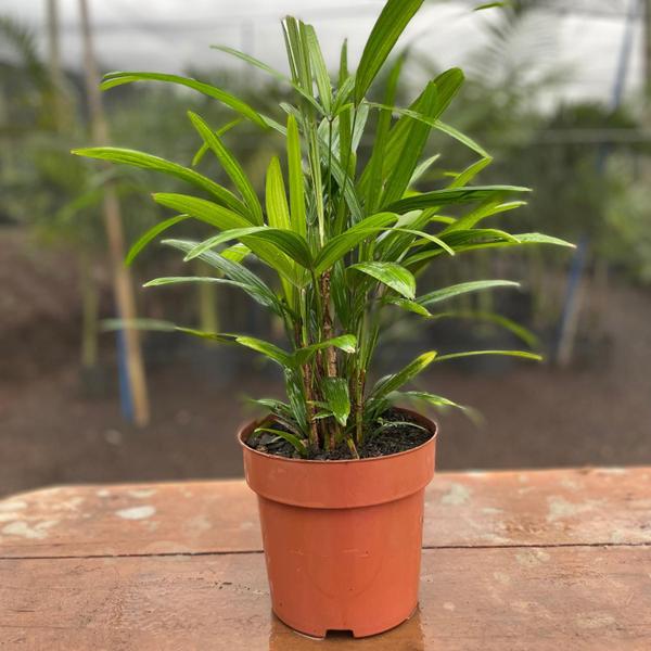 Imagem de Planta Palmeira Rafis 50cm