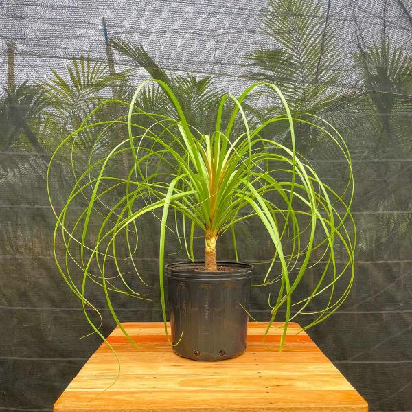 Planta Pata de Elefante 70cm - AgroJardim Imagem de Planta Pata de Elefante 70cm