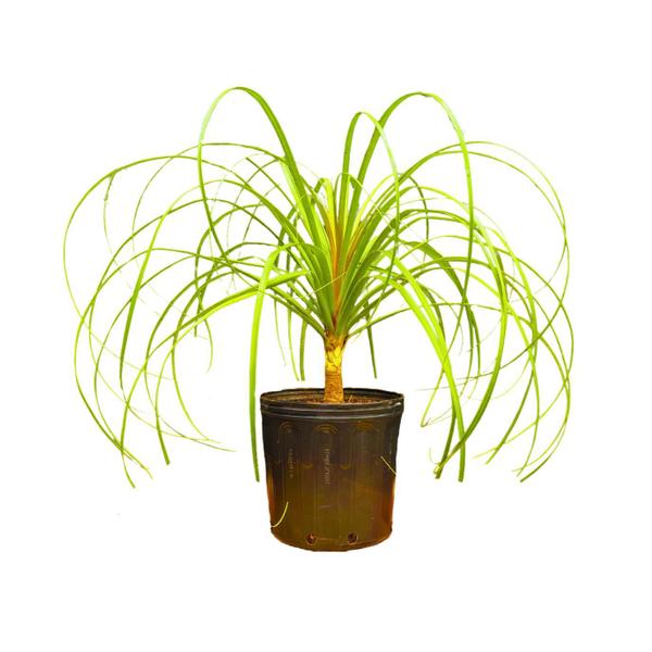 Planta Pata de Elefante 70cm - AgroJardim Imagem de Planta Pata de Elefante 70cm