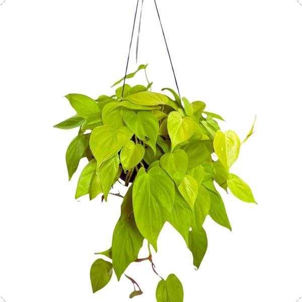 Planta Philodendron Neon Natural Rara Exótica Cuia 21 Floral - Inspira Flora Imagem de Planta Philodendron Neon Natural Rara Exótica Cuia 21 Floral