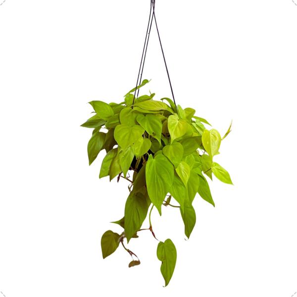 Planta Philodendron Neon Natural Rara Exótica Cuia 21 Floral - Inspira Flora Imagem de Planta Philodendron Neon Natural Rara Exótica Cuia 21 Floral