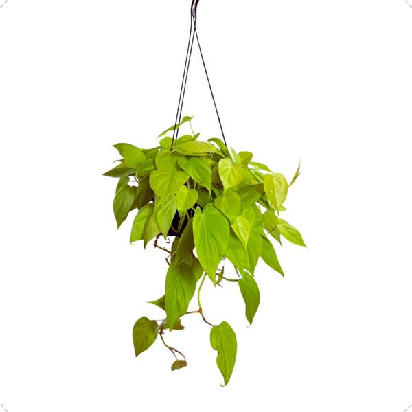 Planta Philodendron Neon Natural Rara Exótica Cuia 21 Floral - Inspira Flora Imagem de Planta Philodendron Neon Natural Rara Exótica Cuia 21 Floral