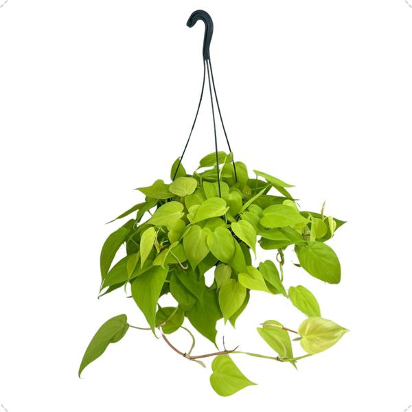 Planta Philodendron Neon Natural Rara Exótica Cuia 21 Floral - Inspira Flora Imagem de Planta Philodendron Neon Natural Rara Exótica Cuia 21 Floral