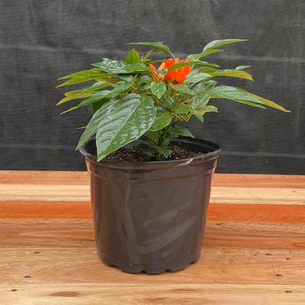 Imagem de Planta Pimentinha Ornamental 15cm